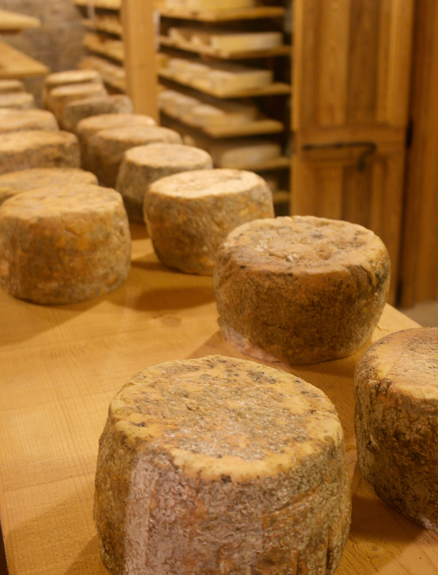 bitto storico ribelle