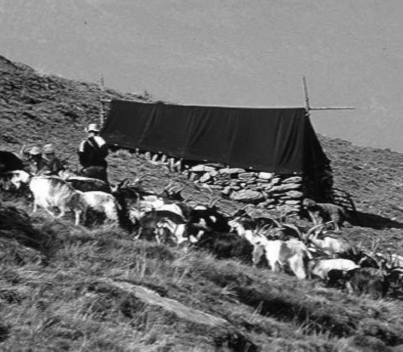 bitto storico ribelle