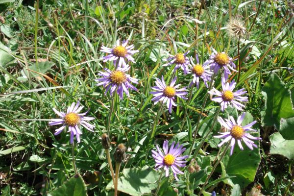 fiori d'alpeggio